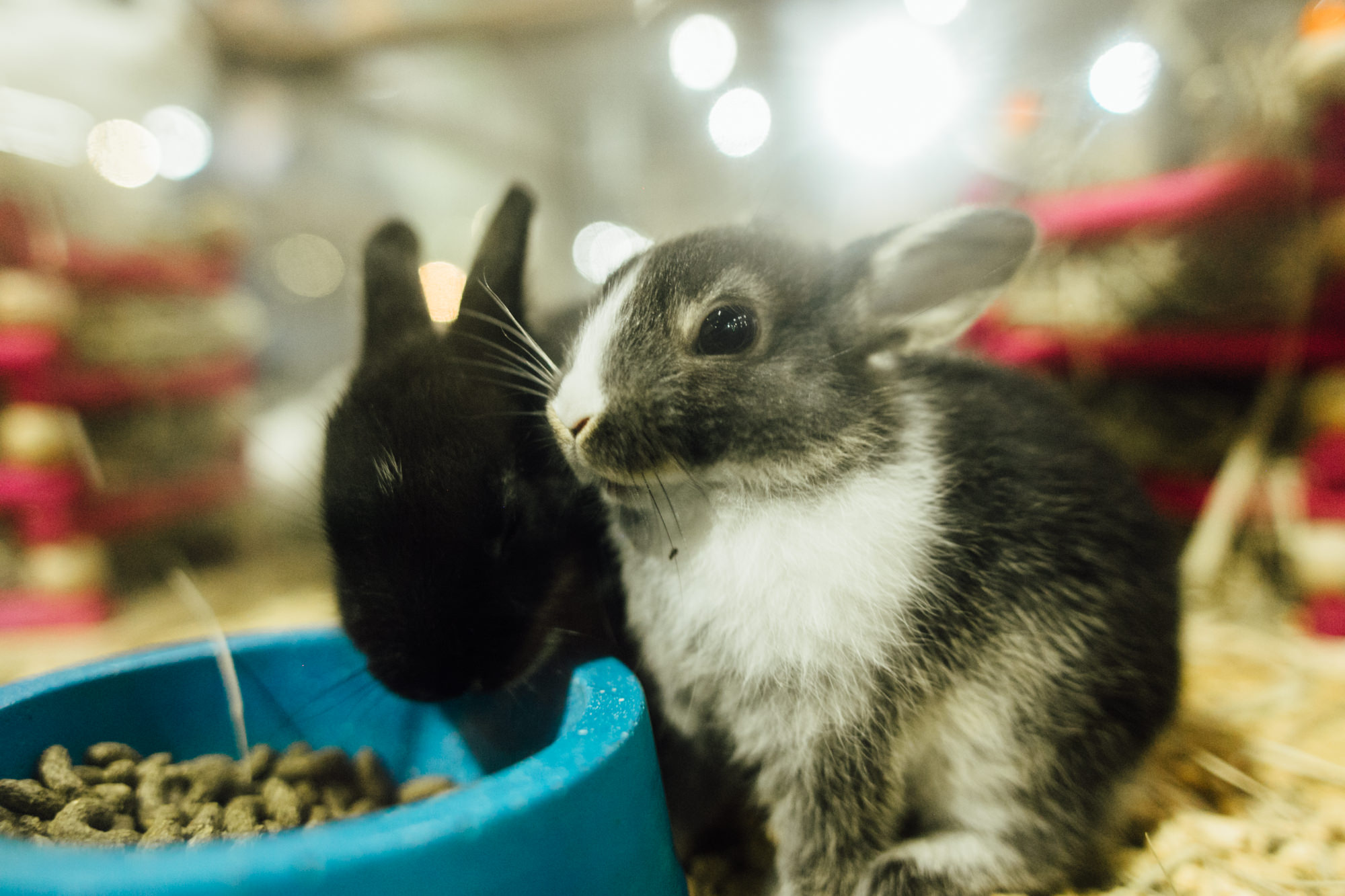 Mini coelhos são campeões de venda no pavilhão de pequenos animais